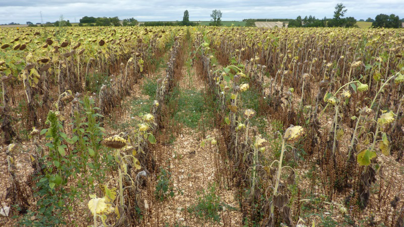La lutte contre l'orobanche cumana du tournesol