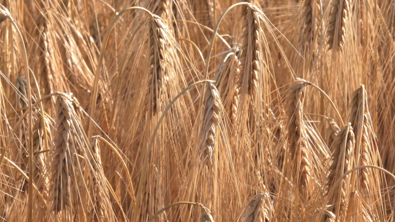 Test de faisabilité Arvalis du relay-cropping soja dans orge d'hiver