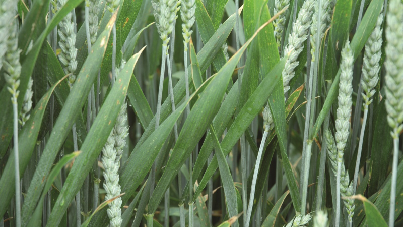 Les fongicides sont plus efficaces sur des variétés résistantes