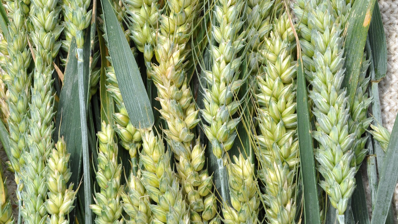 Identification des variétés de blé par profilage génétique