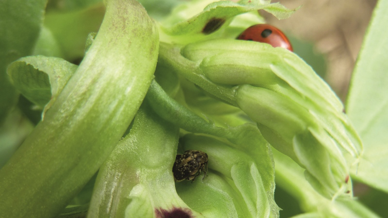 Rendement et qualités agronomiques des protéagineux de printemps