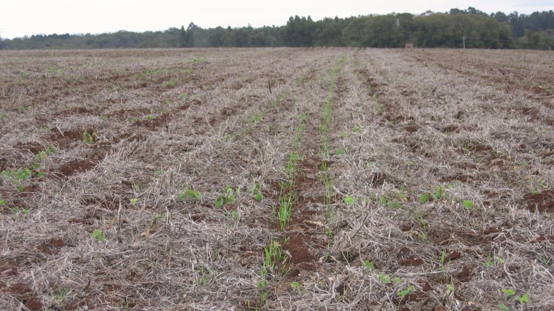 Évolution de la production et du marché du blé tendre brésilien