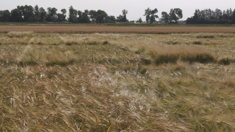 Rendement et caractéristiques agronomiques des orges de printemps