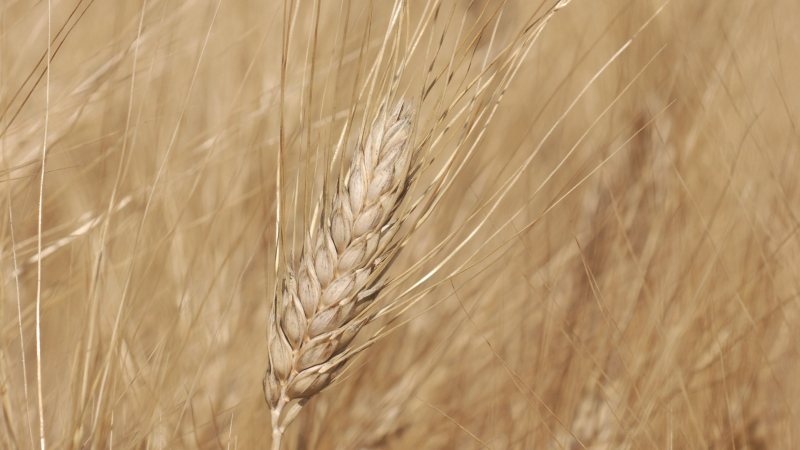 Notations 2018 des variétés de blé dur