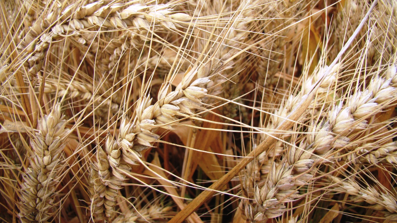 Blé tendre: suivi du profil rhéologique par marqueurs moléculaires