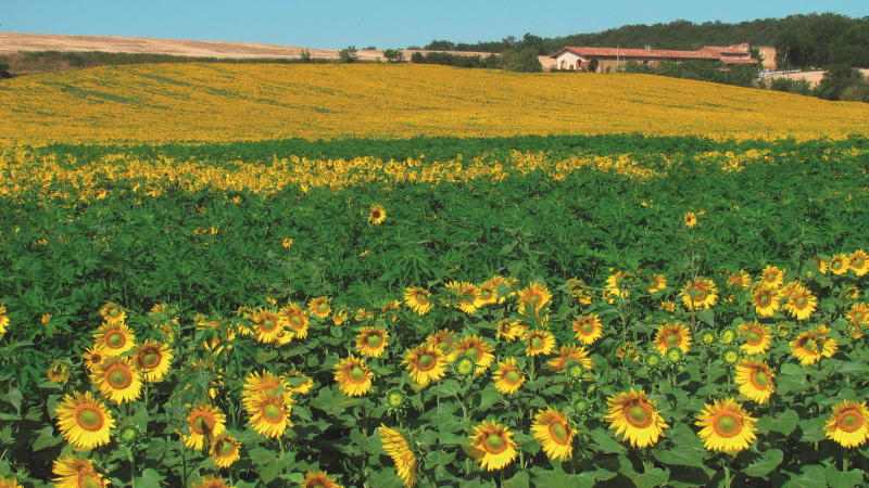 Agroéconomie du tournesol et du soja en Nouvelle-Aquitaine
