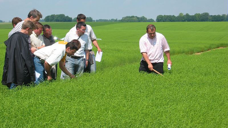 Lin fibre: Arvalis a évalué des stratégies fongicides en végétation