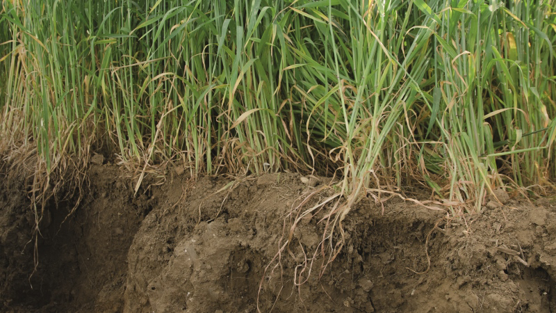 Rôle de la nutrition azoté du blé et de la biomasse du couvert