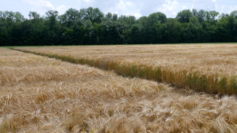 Inventaire des atouts et des difficultés de la culture des orges