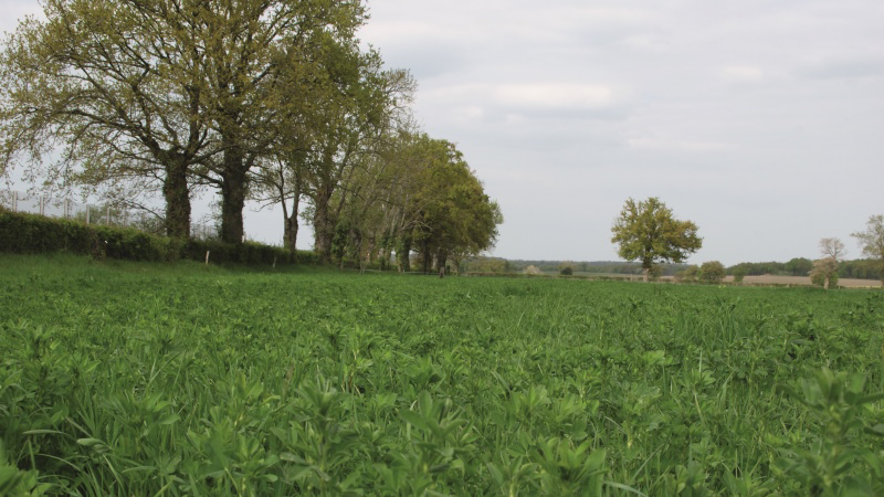 Des conseils d'Arvalis pour optimiser l'implantation d'une prairie
