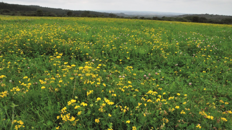 Espèces et variétés à choisir selon le lieu et l'usage de la prairie