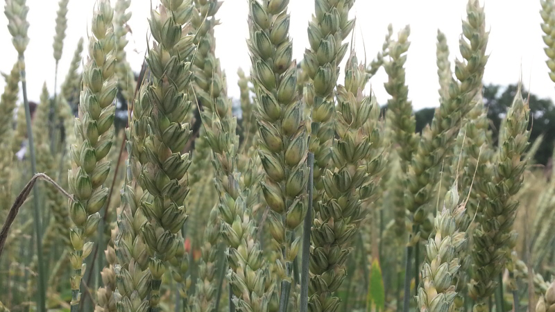La filière "semences" s'adapte à la demande en variétés AB
