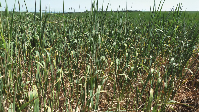 Comment les agriculteurs perçoivent-ils le changement climatique?