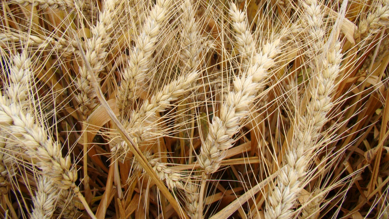 Besoins unitaires d'azote des variétés de blé tendre. Reliquats.
