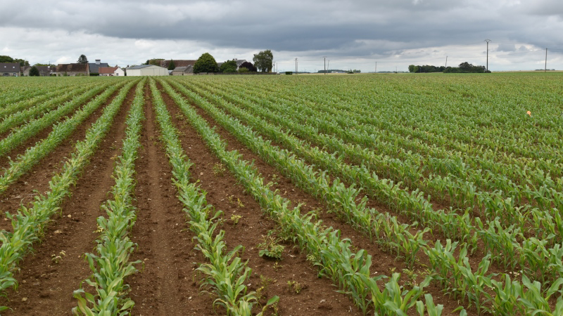 La compétititvité du maïs grain français