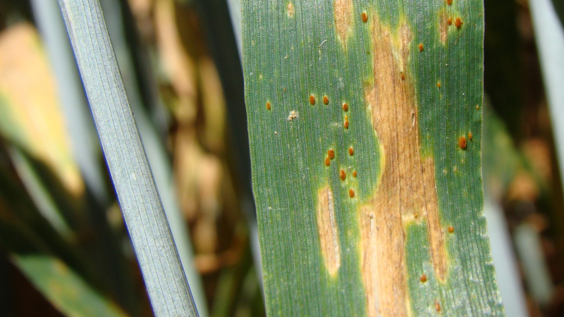 Programmes fongicides 2019 suggérés par Arvalis pour chaque région