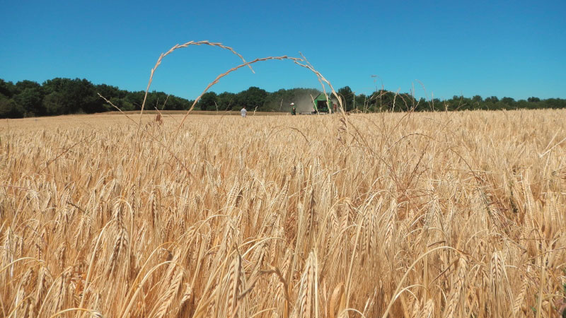 Moitié moins de ray-grass quand la menue paille est récoltée