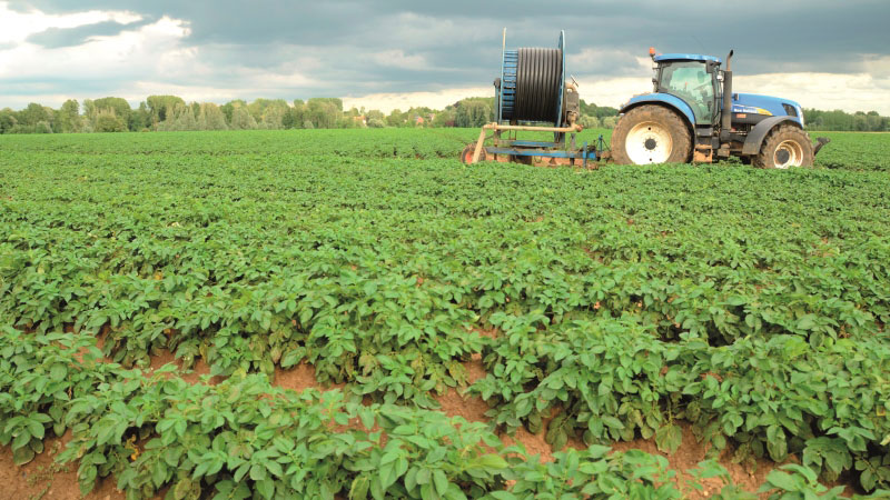 Gérer l'irrigation en pomme de terre.