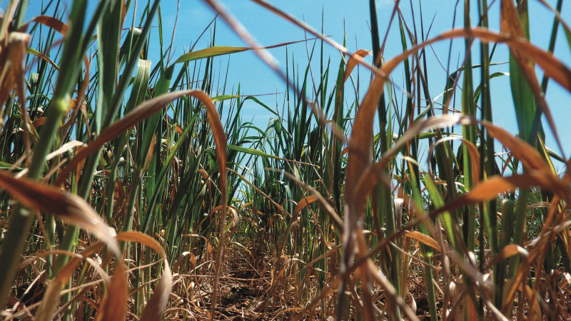 Tolérance au stress hydrique et productivité des céréales à paille