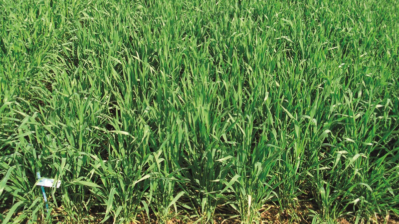 Variétés de triticale : les évaluations et les deux nouveautés 2019