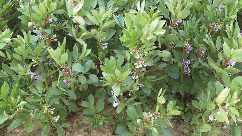 L'ascochytose de la féverole contrôlée par la résistance variétale
