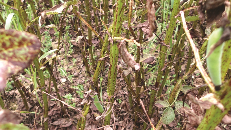 Identifier et prévenir le botrytis sur féverole d'hiver