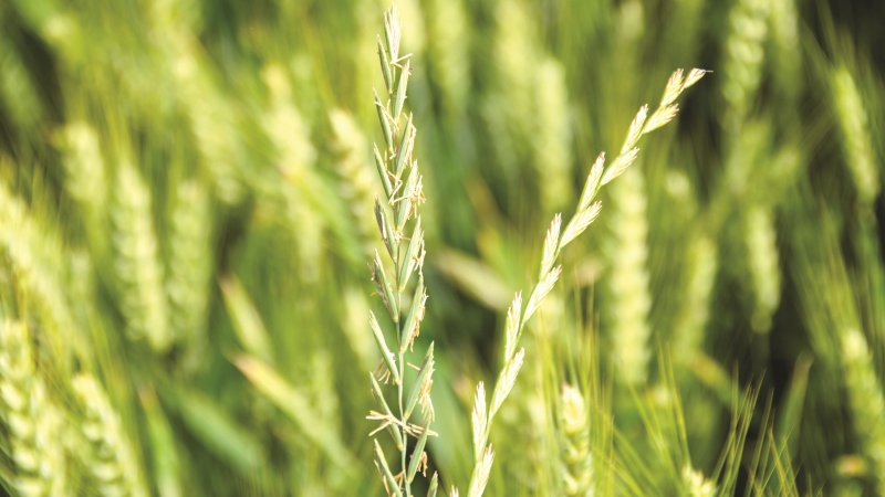 Lutter contre chardons, rumex, liserons et chiendent sans glyphosate