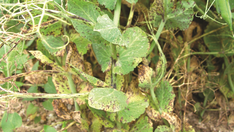 Les nouvelles variétés de pois résistent mieux à l'ascochytose