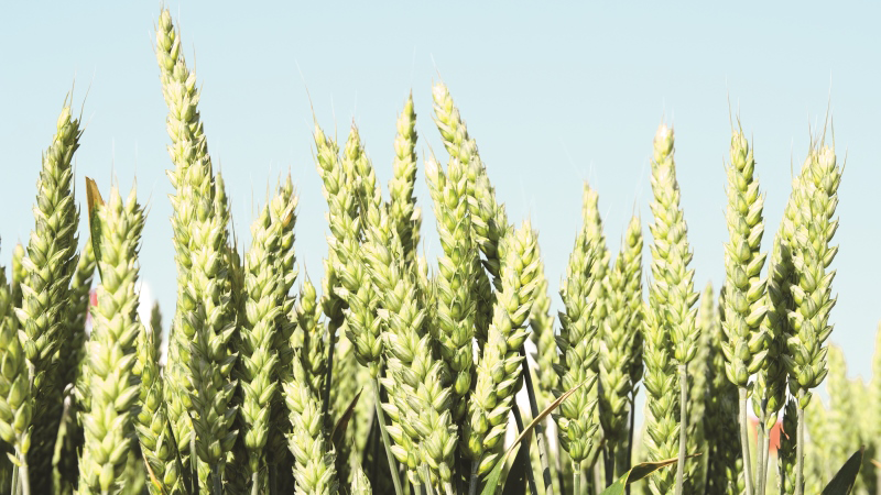 Organiser la recherche en agronomie plus efficacement