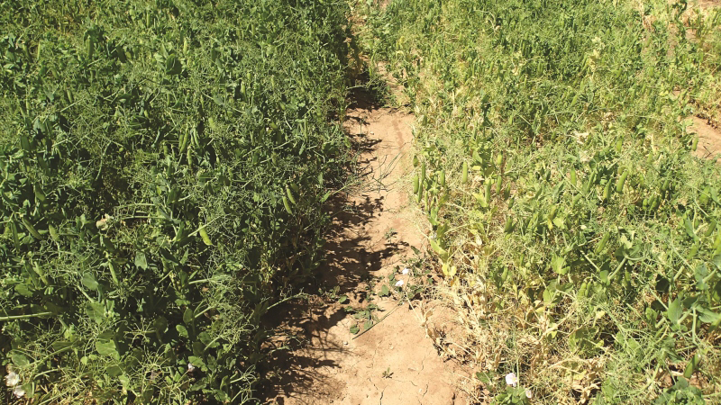 De nouvelles lignées agronomiques de pois partiellement résistantes à l'aphanomyces