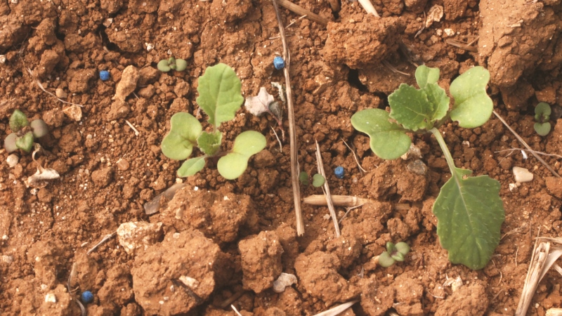 Limaces : une préoccupation récurrente en extension.