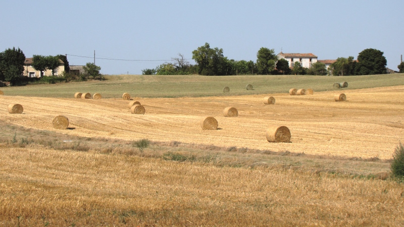 Projet GPDur: des variétés de blé dur plus riches en protéines