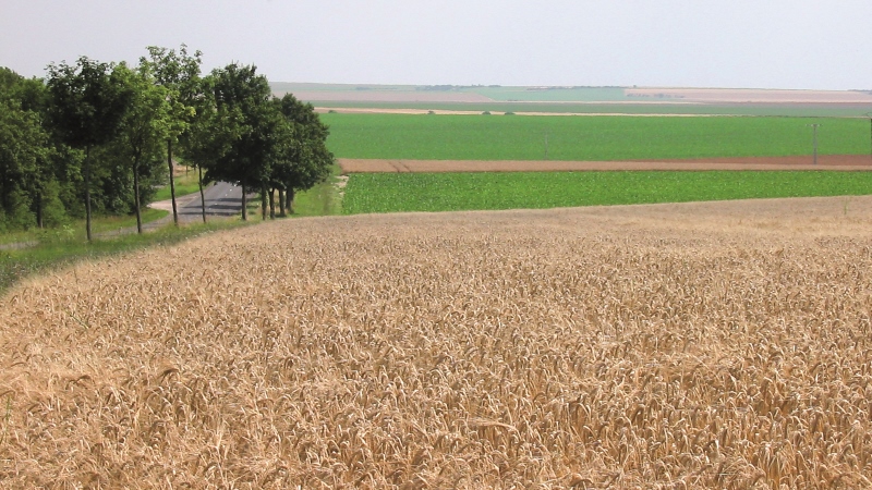 Répondre à la demande en grandes cultures bio