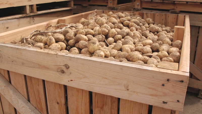 Sécuriser & insonoriser les locaux de stockage des pommes de terre