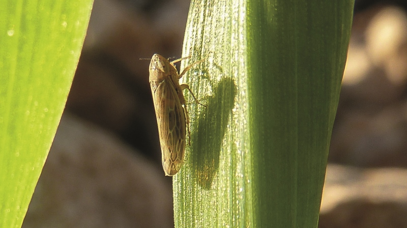 Lutte agronomique & insecticides contre pucerons et cicadelles
