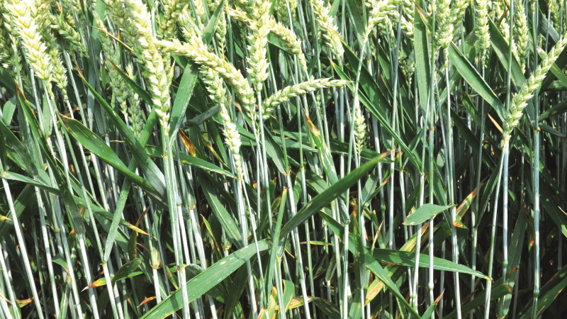 Analyse de la campagne céréalière 2018-2019 sur le plan des maladies