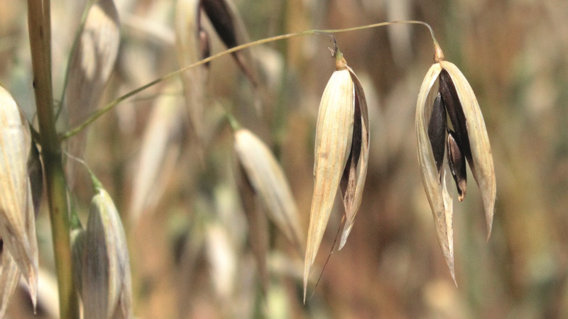 Evaluation 2019 des variétés d'avoines par Arvalis et le GEVES