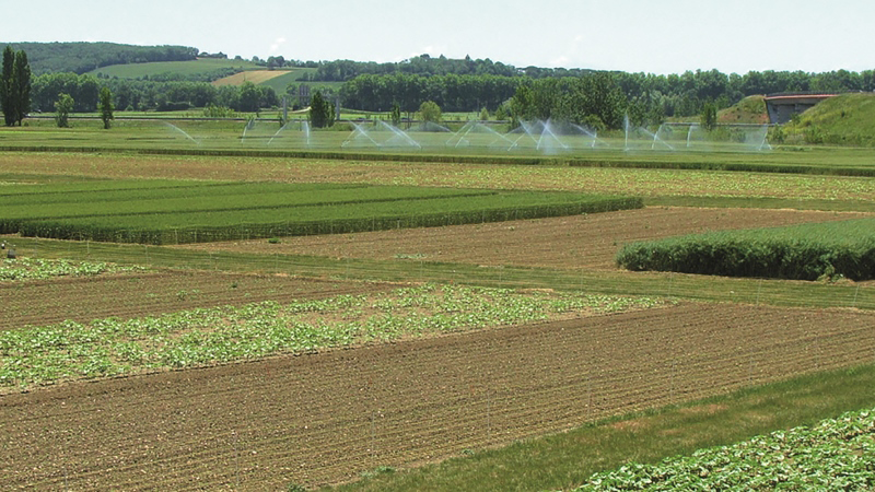 Des systèmes Ecophyto diminuant les adventices en blé dur-tournesol