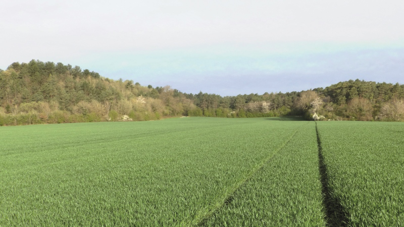 Deux modèles pour prévoir les risques de maladies sur orge d'hiver.