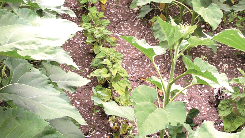 Lutter efficacement contre le mildiou du tournesol