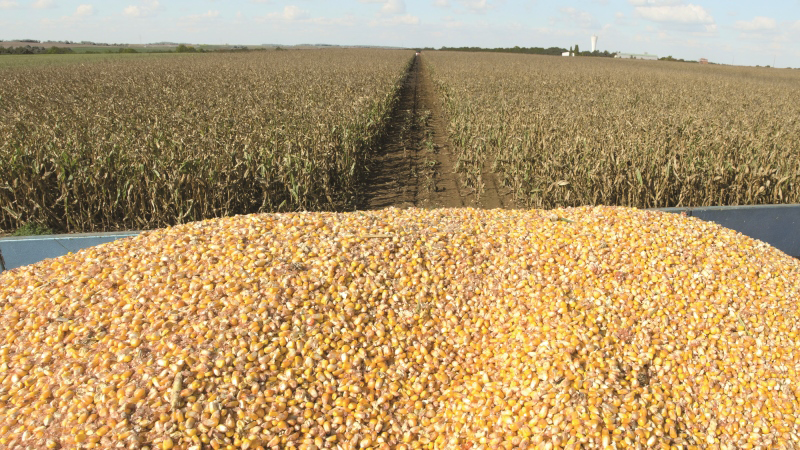 Productivité du maïs grain selon sa précocité dans le Sud-Ouest