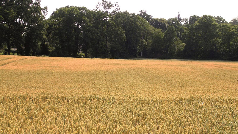 Blé tendre: tolérance à un stress thermique postfloraison