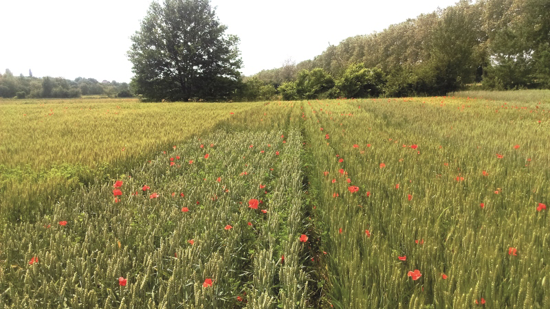 Blé bio: mieux vaut fractionner les apports d'engrais