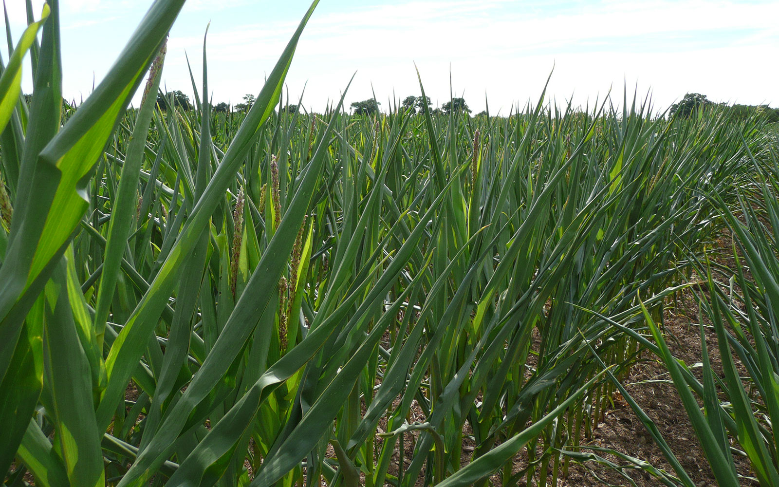 Comment les stress hydriques et thermiques bouleversent les plantes ?