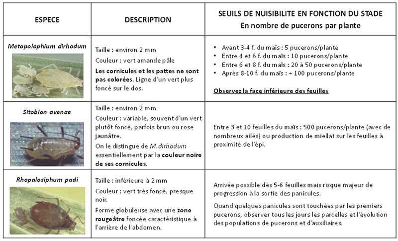 Les différentes espèces de pucerons présents sur maïs dans la région et les seuils de nuisibilités