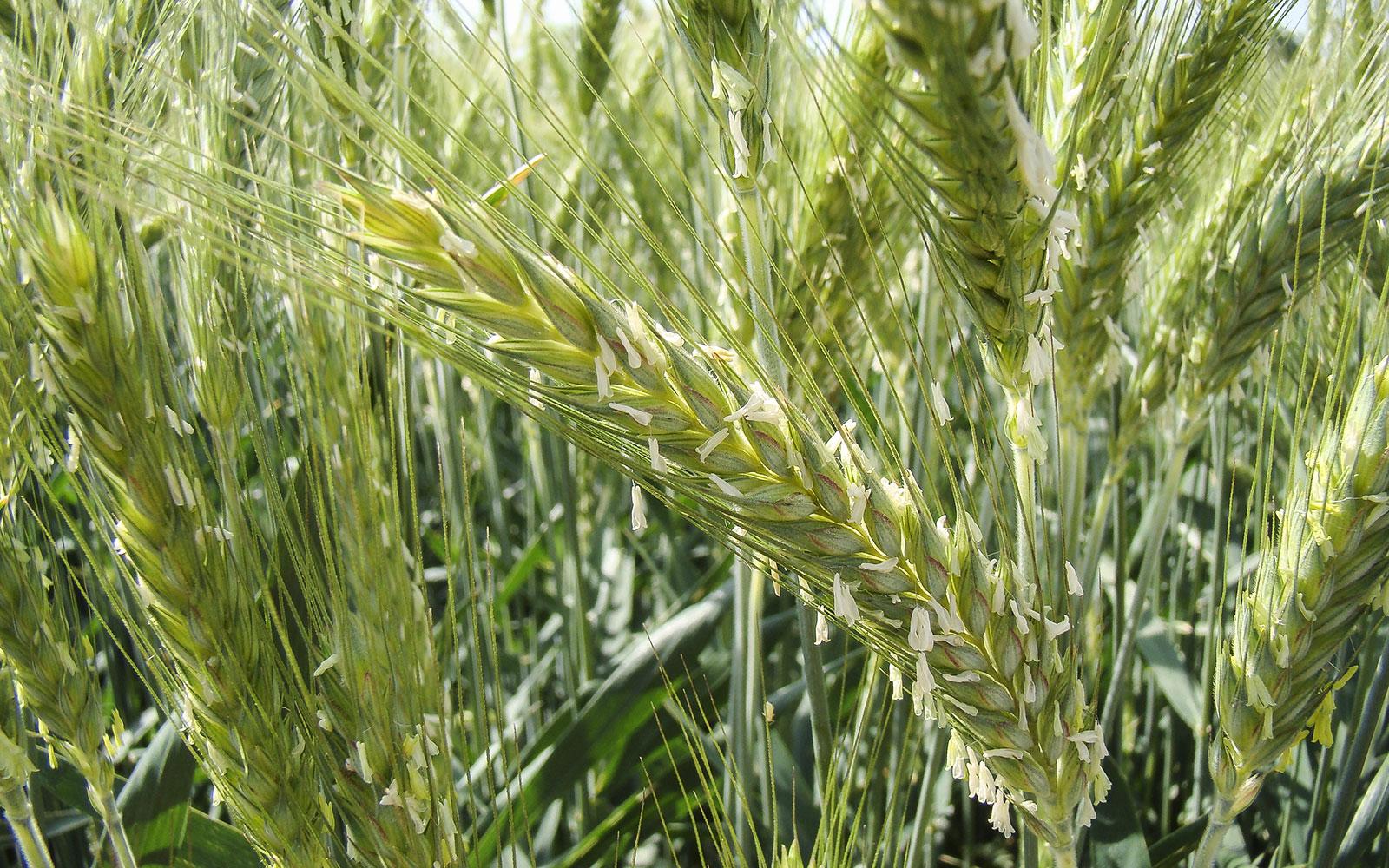 Variétés de triticale : toutes les cotations mises à jour