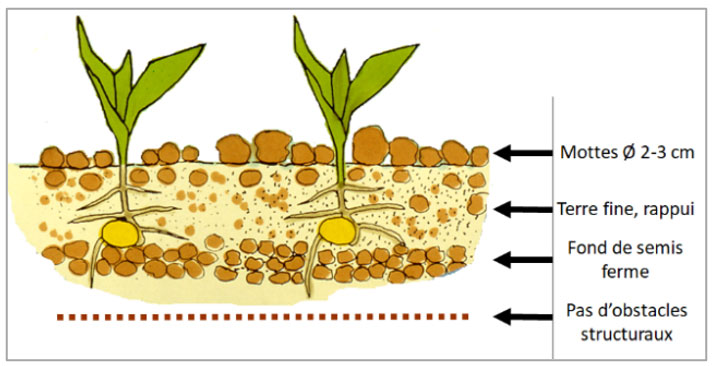 Rappel des bonnes conditions de réalisation des semis de maïs