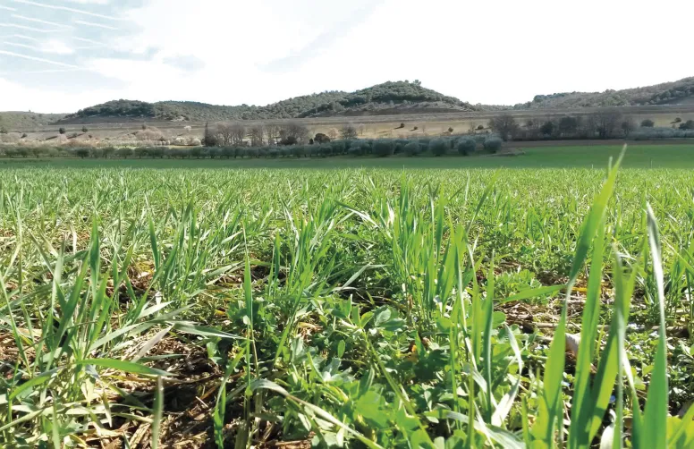 Blés en agriculture de conservation sur l’essai d’Oraison.