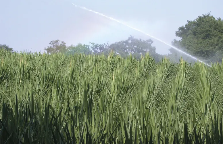Par leur découverte, les chercheurs ouvrent la voie à la sélection de plantes plus économes en eau.