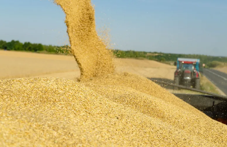 Le rendement moyen des orges d’hiver est estimé à 68,3 q/ha pour 2023 en hausse de 4,4 % par rapport à 2022.